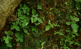 Ophiorrhiza radicans and Sonerila cf. coimbatorensis on vertical earth bank, Pon Mudi, Kerala, India
