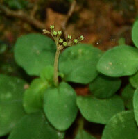 Ophiorrhiza radicans, maturing capsules, Pon Mudi, Kerala, India