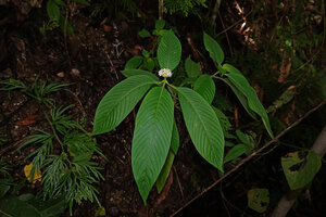 Ophiorrhiza sp flowering on a vertical earth bank, Saleman, Seram, Moluccas