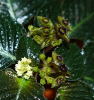 Ophiorrhiza sp., flowers and maturing boat shaped fleshy capsules, Danum Valley, Sabah, Borneo