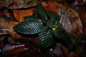 Ophiorrhiza sp., prostrate and cryptic on the forest floor, Danum Valley, Sabah, Borneo