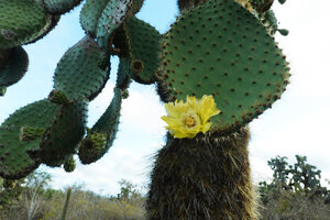 Opuntia galapageia var. gigantea, flowering pad, Las Grietas, Santa Cruz, Galapagos