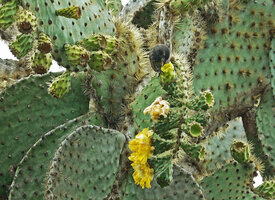 Opuntia galapageia var. gigantea, flowers with a Darwin&#039;s cactus finch, Geospiza scandens foraging inside, way to Tortuga bay, Santa Cruz, Galapagos