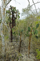 Opuntia galapageia var. gigantea, individuals at different ages side by side suggesting a good population regeneration, way to Tortuga Bay, Santa Cruz, Galapagos