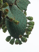 Opuntia galapageia var. gigantea, pad desely covered by maturing fruits, way to Tortuga Bay, Santa Cruz, Galapagos