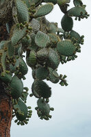 Opuntia galapageia var. gigantea, pads covered with fruits at the apical periphery, way to Tortuga Bay, Santa Cruz, Galapagos