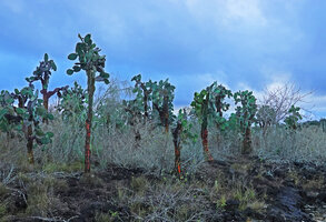Opuntia galapageia var. gigantea population at sunset, Las Grietas, Santa Cruz, Galapagos
