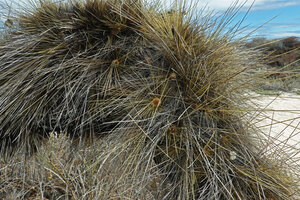 Opuntia galapageia var. myriacantha, areoles producing the characteristic numerous long spines, Las Bachas, Santa Cruz, Galapagos