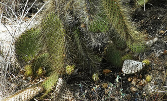 Opuntia galapageia var. myriacantha, pads and fruits on the sandy ground, Las Bachas, Santa Cruz, Galapagos