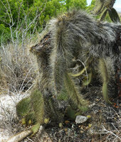 Opuntia galapageia var. myriacantha, pads with fruits bending on the sandy ground, Las Bachas, Santa Cruz, Galapagos