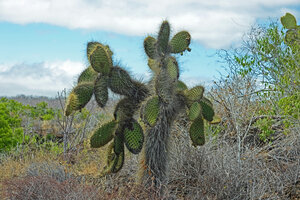 Opuntia galapageia var. myriacantha, quite young individual still keeping the numerous long spines along the trunk, Las Bachas, Santa Cruz, Galapagos