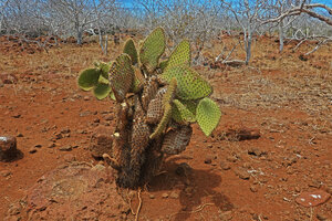 Opuntia galapageia var. zacana and Bursera graveolens subsp. malacophylla, some pads eaten by the greedy introduced land iguanas Conolophus subcristatus, North Seymour, Galapagos