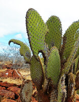 Opuntia galapageia var. zacana, endemic to North Seymour, the pads partly eaten by the greedy introduced land iguanas Conolophus subcristatus from the nearby Baltra island, Galapagos