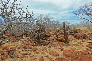 Opuntia galapageia var. zacana in the open dry forest of Bursera graveolens subsp. malacophylla, North Seymour, Galapagos