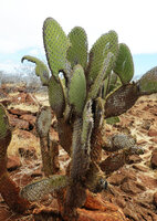 Opuntia galapageia var. zacana, pads partly eaten by the greedy introduced land iguanas Conolophus subcristatus, North Seymour, Galapagos
