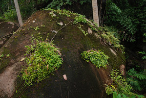 Orchids and ferns on a rocky outcrop facing the sea, Tioman, Malaysia