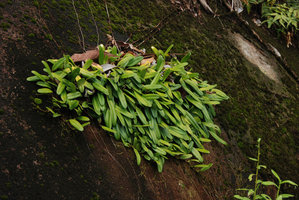 Orchids on a rocky outcrop facing the sea, Tioman, Malaysia