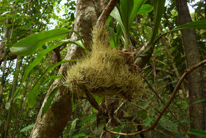 Orchid upwards growing roots trapping leaves falling from forest canopy, Biausevu, Viti Levu, Fiji