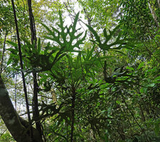 Oreopanax peltatus, Mirador Rey Tepepul, Lake Atitlan, Guatemala