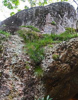Orthophytum sp., population on a partly shaded rock, Chapada Diamantina, Brazil