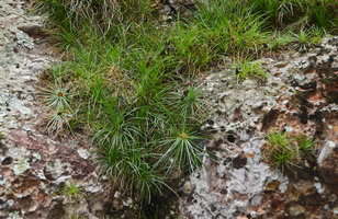 Orthophytum sp., rosettes detail, Chapada Diamantina, Brazil