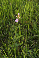 Osbeckia chinensis in grass field, Topas Ecolodge, Sapa, Vietnam