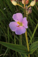Osbeckia chinensis, Topas Ecolodge, Sapa, Vietnam