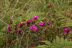 Osbeckia leschenaultiana in high altitude grassland, Eravikulam NP, Kerala, India