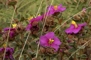Osbeckia leschenaultiana, sessile leaves, congested inflorescences, Eravikulam NP, Kerala, India