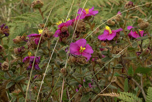 Osbeckia leschenaultiana, small sessile leaves and large purple flowers, Eravikulam NP, Kerala, India