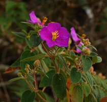 Osbeckia reticulata, flower and bullate leaves, Eravikulam NP, Kerala, India