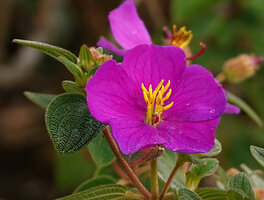Osbeckia reticulata, flower at anthesis and bullate hairy leaves, Eravikulam NP, Kerala, India