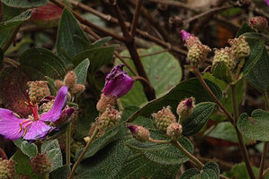 Osbeckia reticulata, flower buds and maturing fruits, Eravikulam NP, Kerala, India