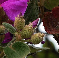 Osbeckia reticulata, flower buds with narrow hairy sepals and verrucose hypanthium, Eravikulam NP, Kerala, India