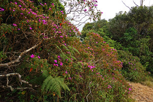 Osbeckia reticulata flowering at forest edge, Eravikulam NP, Kerala, India