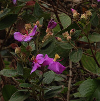 Osbeckia reticulata, flowers and maturing fruits, the hypanthium covered with the characteristic large hairy protuberances, Eravikulam NP, Kerala, India