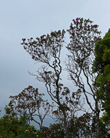 Osbeckia reticulata, old trees exhibiting characteristic branch bifurcations, Eravikulam NP, Kerala, India