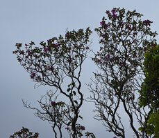 Osbeckia reticulata, tree crowns exhibiting the usual bifurcations and progressive downward necrosis of old branches, Eravikulam NP, Kerala, India