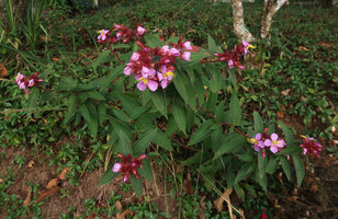 Osbeckia stellata, Doi Suthep, Thailand
