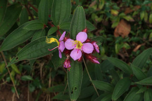 Osbeckia stellata, flowering stem, Doi Suthep, Thailand
