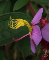 Osbeckia stellata, stamens, Doi Suthep, Thailand