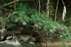 Osmoxylon borneense on limestone rocks in its rheophytic habitat along the Melinau river, Gunung Mulu NP, Sarawak, Borneo