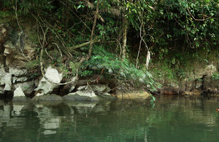Osmoxylon borneense on limestone rocks in its rheophytic habitat, Gunung Mulu NP, Sarawak, Borneo