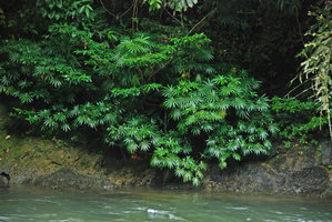 Osmoxylon borneense, Ulu Temburong, Brunei