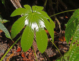 Osmoxylon palmatum, young leaf with long hairs along the leaf margin, Waimital, Kairatu, Seram, Moluccas