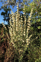 Otostegia tomentosa subsp. steudneri, flowering shrub in habitat, Simien NP, Ethiopia