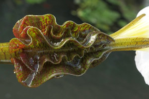 Ottelia cf. alismoides, a giant form, large, inflated, wavy, purple striped spathe, Inle Lake, Myanmar