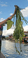 Ottelia cf. alismoides, a giant form, out of water, Inle Lake, Myanmar