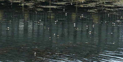 Ottelia cf. alismoides, a giant form, population flowering in deep water, Inle Lake, Myanmar