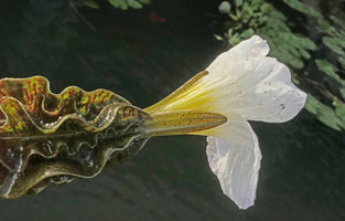 Ottelia cf. alismoides, a giant form, purple striped spathe and calyx, white petals, Inle Lake, Myanmar